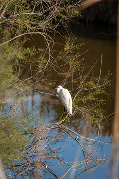 beautiful portrait of a little egret in the camargue region of France fishing at the side of the water, taken using selective focus  , hobby ornithology birding or bird watching