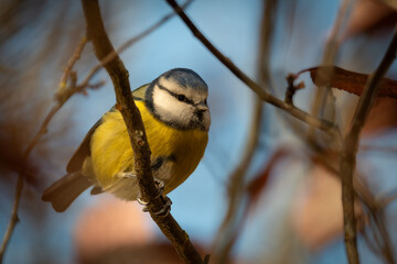 Blue tit on a branch