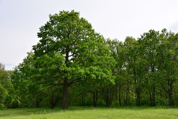 a green field and oak trees with a sky in the background