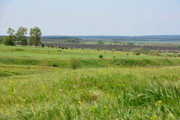 a valley with a green field and some bushes in the background