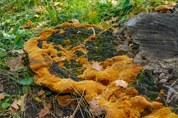 Phellinus robustus - saprophytic wood fungus on an old oak tree stump in a garden, Odessa region