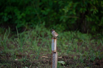 Obraz premium The bird sits on a post. Side view.