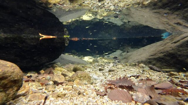 맑은 물속을 헤엄치고 있는 버들치