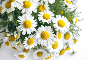 Fototapeta premium Close-Up Of Chamomile - Generative AI