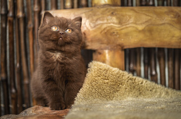 Edle Luxus Katze , imposant Britisch Kurzhaar und Langhaar