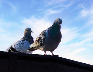pigeon on the sky