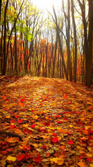 A path through a forest in autumn with colorful leaves.
