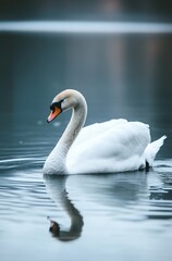 Obraz premium A swan is swimming in a lake