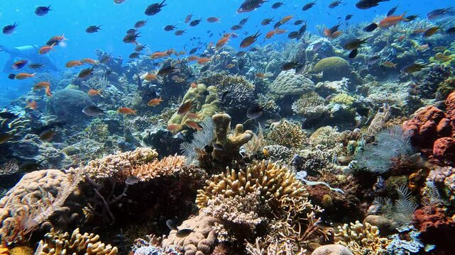 Komodo, Indonesia: Underwater footage of an healthy coral reef in the Sebayur Kecil dive site in the Komodo park near Labuan Bajo in Flores