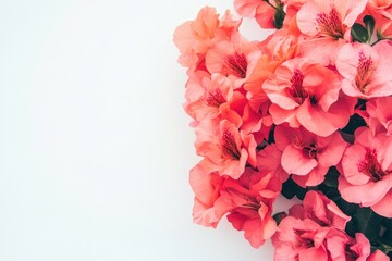 A cluster of vibrant pink flowers against a light background, suggesting beauty and freshness.