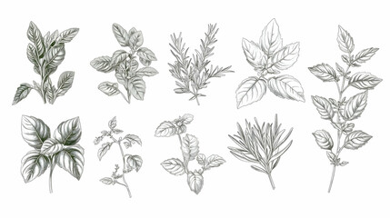 Fototapeta premium Hand-drawn illustration of herbs.
