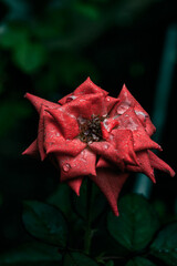 A beautiful red rose covered with dewdrops on a dark background. Macro photography with pronounced petal detail and texture,ideal for wallpapers, artwork and decorative posters.