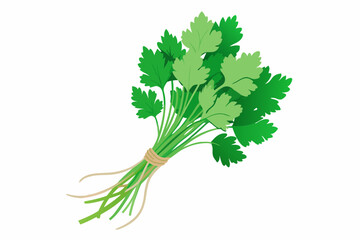 Coriander or cilantro (herb) tied in a bunch with twine, isolated on white