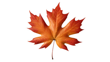 Fototapeta premium Vibrant Autumn Maple Leaf in Red and Orange 