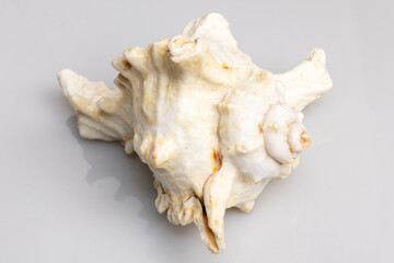 Beautiful big tropical sea shell isolated on white