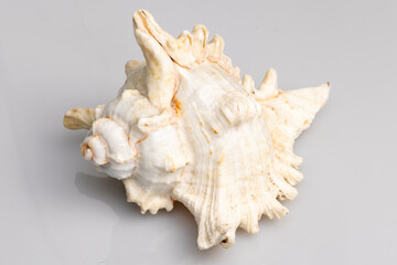 Beautiful big tropical sea shell isolated on white