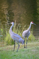 Sandhill Crane © tacse7