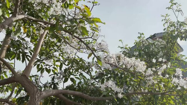 White tabebuia with blue sky background, tabebuia riparia, tabebuia flowers with typical Japanese buildings