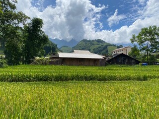 Rice fields and hills in Sapa, Vietnam