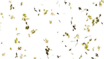 Isolated beautiful falling autumn fall oak leaves
