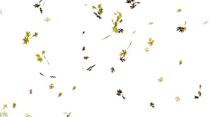 Isolated beautiful falling autumn fall oak leaves