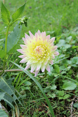 Fiore Dahlia Asteraceae con erba