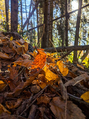 autumn leaves on the ground