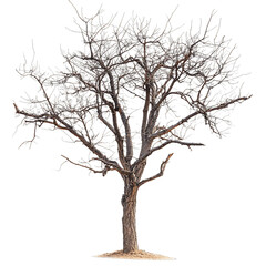 Fototapeta premium [Transparent Background PNG]Bare Tree Silhouetted Against transparent background