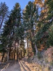 pine forest in autumn