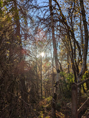 autumn in the forest