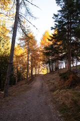 autumn in the forest