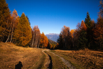 autumn forest in the mountains