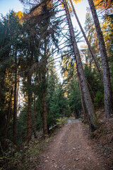 path in the forest