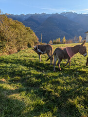 donkeys in the mountains