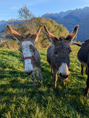 donkey in the field