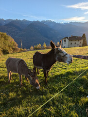 donkey in a field in italy