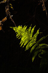 fern leaf in the forest