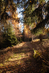 autumn forest in the morning