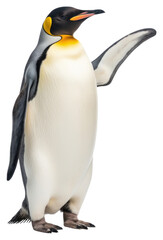 PNG Emperor penguin animal bird white background.