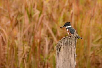 A female Belted Kingfisher bird sits perched on a tree stump that has old entangeld with fishing line wrapped around it