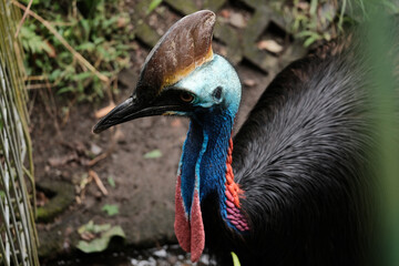 Obraz premium A cassowary with a long blue and red neck and a standing bird