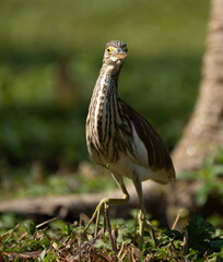 Pond Heron
