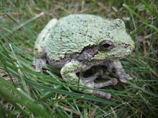 Gray Treefrog