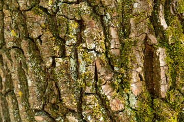 Texture of rough tree bark.
