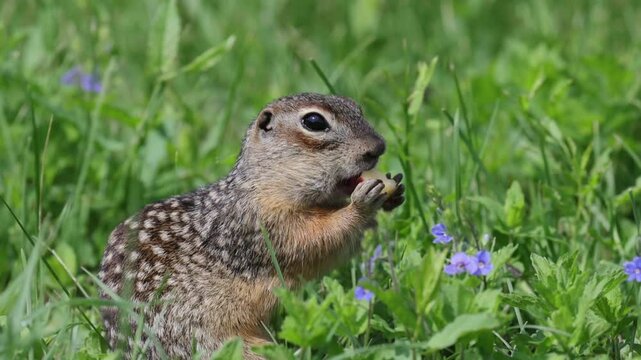 Gopher stands in flowers and eats, close-up