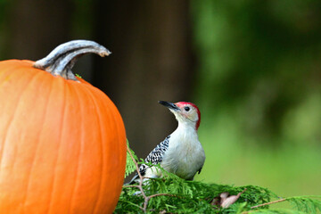 A male Red-bellied Woodpecker investigates a pumpkin added to the composte pile after halloween