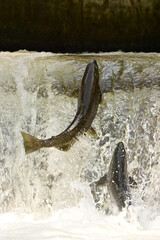 Fall scene of a Salmon making a jump up a fish ladder to go up the river to spawn 