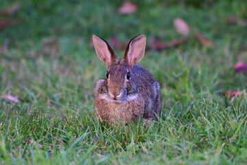 Eastern Cottontail Bunny Rabbit on grass in a public park 