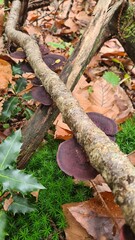 Un beau champignon de souche dans une forêt de châtaignier de la vallée de Chevreuse