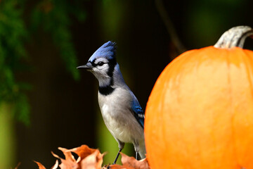 adorable, Animal Markings, Animal Themes, autumn, background, beautiful, beauty in nature, bird, blue, Blue Jay, carved, carving, colorful, country, cute, decoration, decorations, display, face, fall,